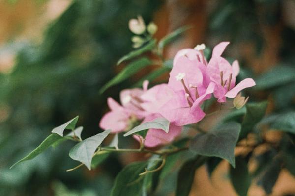 大病醫(yī)療互助保險保費(fèi)一年是多少？如何繳費(fèi)？