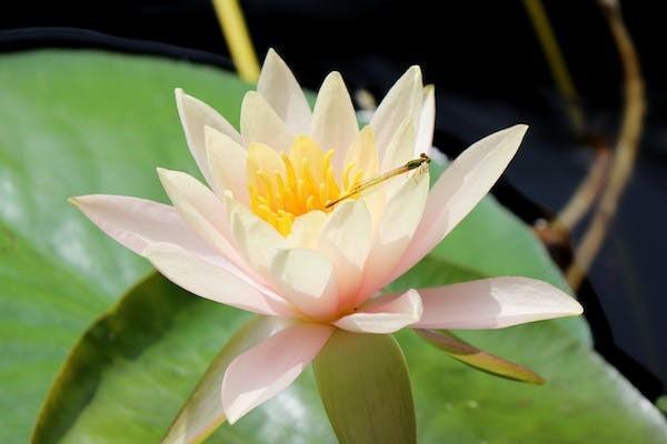 瑞眾保險和華夏保險關(guān)系是什么？這篇文章告訴你背后的真相