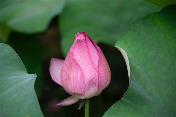 保險購買指南：揭秘十大“坑爹”保險，避開保險誤區(qū)！