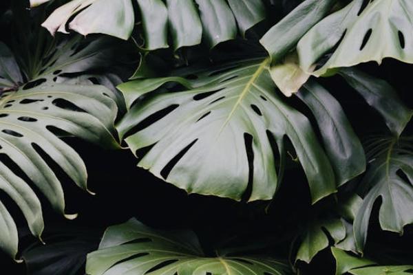 人壽分紅保險退保計算方法是怎樣的？怎么退能減少損失？