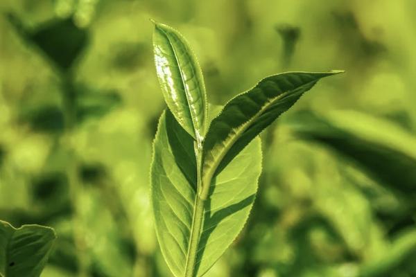 國壽鑫福一生兩全保險分紅型十年保什么？怎么購買？