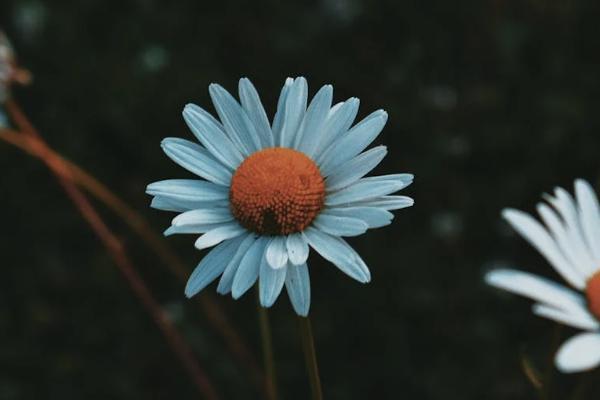 復(fù)星聯(lián)合媽咪保貝少兒重大疾病保險(xiǎn)（星禮版）怎么樣？一年多少錢？