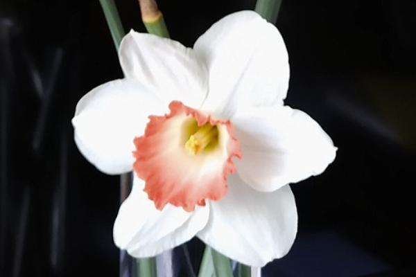 香港友邦保險和內(nèi)地友邦保險的區(qū)別有哪些？購買時要注意哪些問題？