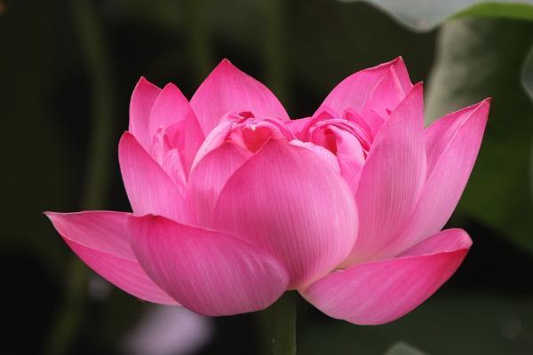 長城人壽山海關(guān)增額終身壽險有哪些投保規(guī)則？有什么優(yōu)點？