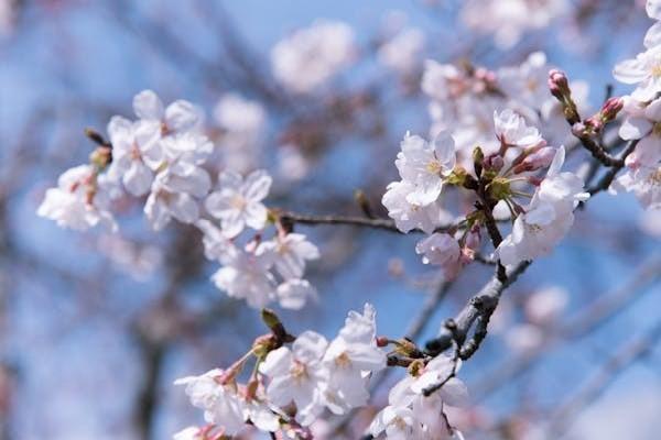 大家慧選養(yǎng)老年金與大富之家榮華版養(yǎng)老年金的區(qū)別，一文詳解！