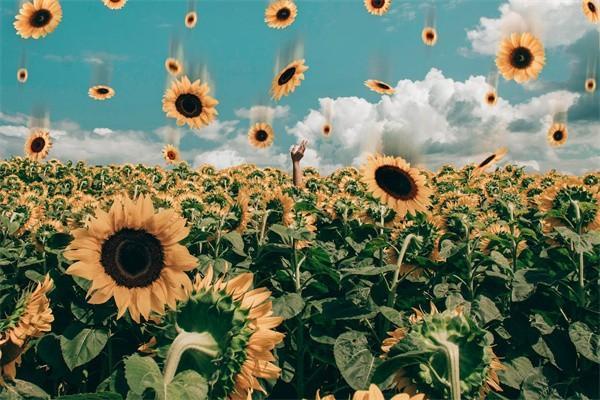 太平洋保險有什么險種？推薦四款優(yōu)質(zhì)保險產(chǎn)品