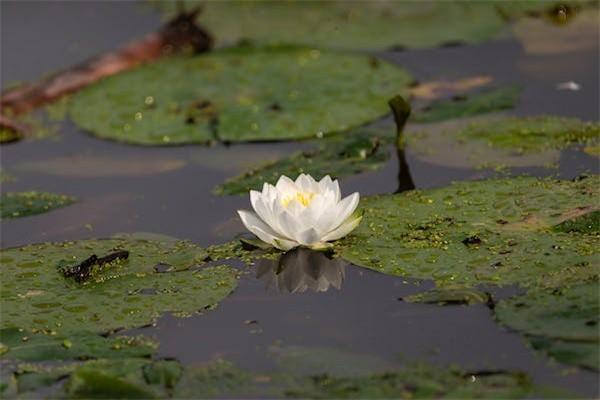 為什么說重疾險不要輕易買？不知道這四點的都后悔了
