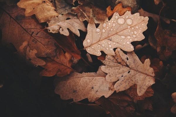 20年分紅保險能退保嗎？退保流程是什么？