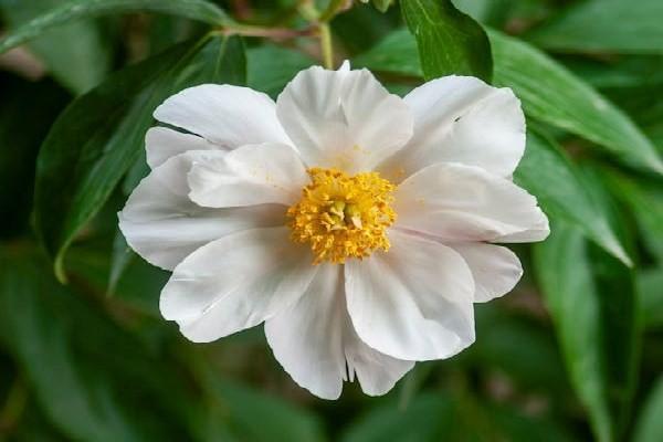 分紅保險退保能退多少錢？退保操作流程？