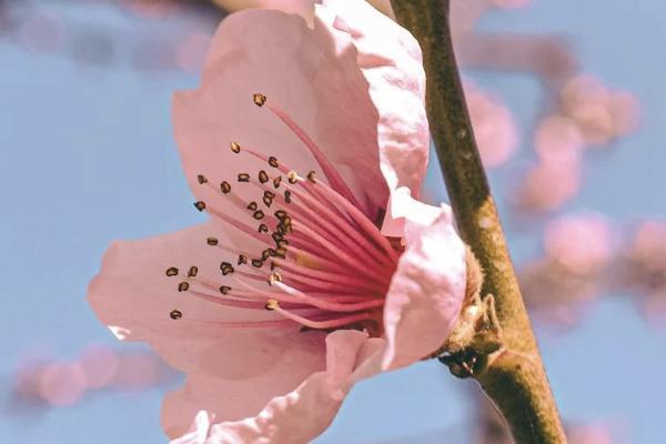 平安福怎么退保能退全款？退保有哪些方式？