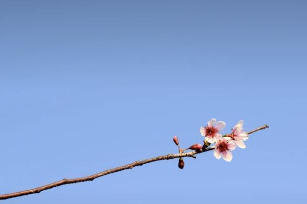 香港保險(xiǎn)不能在內(nèi)地賣是真的嗎？購買香港保險(xiǎn)有什么好處？