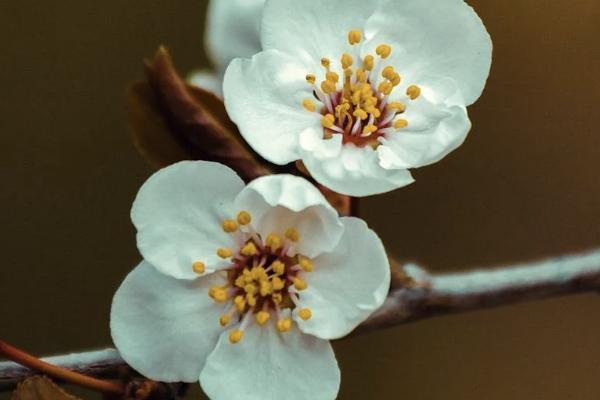 太平洋藍醫(yī)保健康告知內(nèi)容有哪些？保障內(nèi)容有哪些？