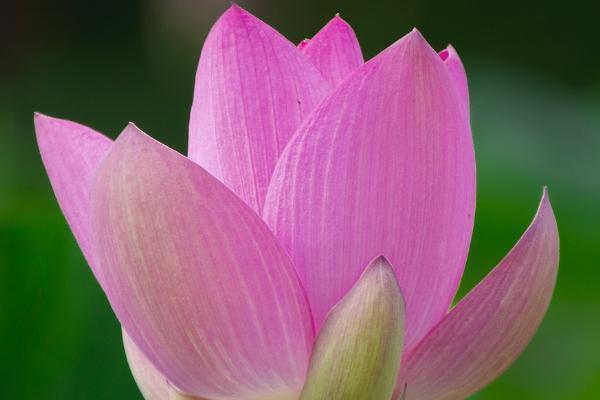 國壽祥瑞終身壽險返還本金嗎？健康告知嚴(yán)格嗎？