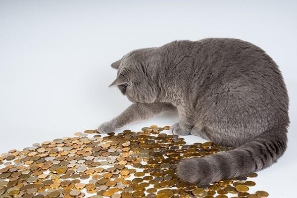 招商銀行無限制信用卡怎么申請？申請失敗后多久可以再申請？