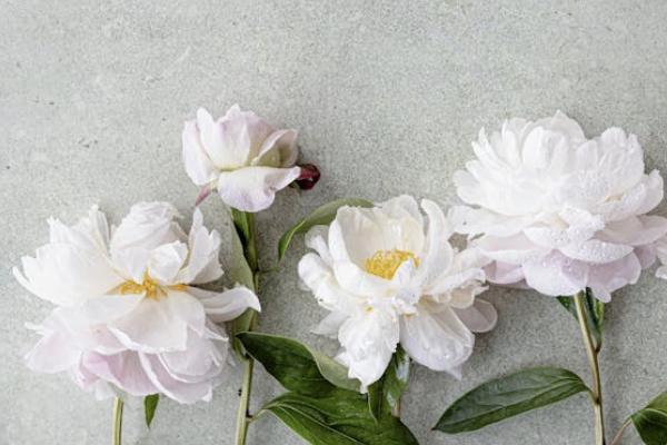 江蘇農(nóng)村養(yǎng)老保險交哪個檔次最劃算？有哪些檔次？