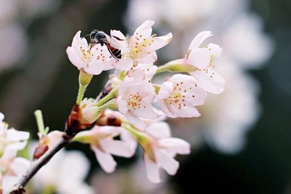 小蜜蜂5號(hào)綜合意外險(xiǎn)有什么優(yōu)點(diǎn)？怎么買(mǎi)？
