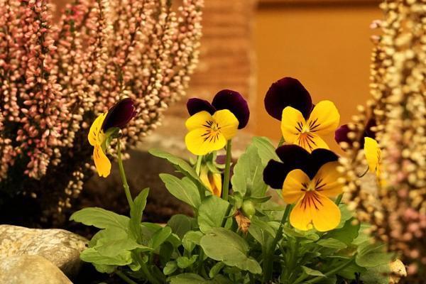 國壽福滿一生兩全保險分紅型十年交可以保什么？多少錢？