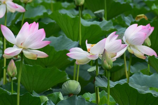 職工醫(yī)保流產(chǎn)怎么報(bào)銷？能夠報(bào)銷多少錢？
