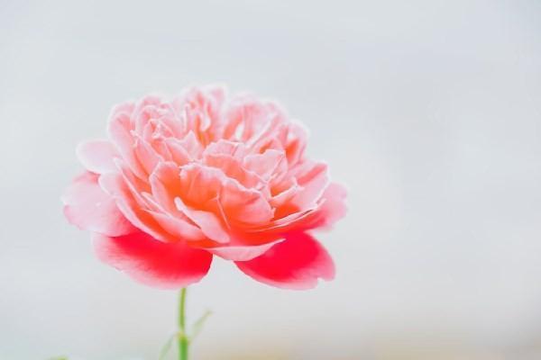 社保中斷是不是白交了？具體分析！