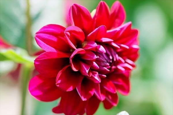 泰康保險退保流程及手續(xù)是什么？泰康保險退保到賬時間？