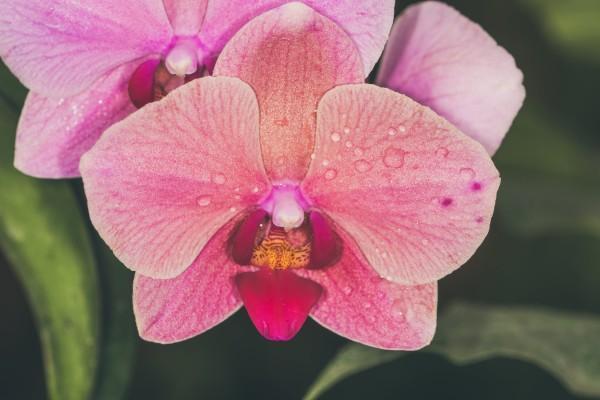 保險金額和當期保費的區(qū)別是什么？是什么意思？