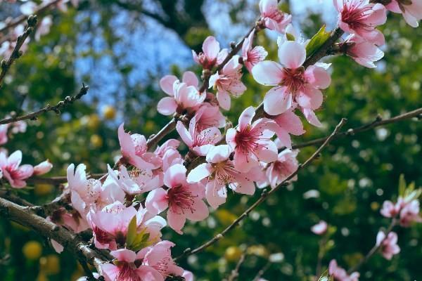 信泰保險(xiǎn)如何退保費(fèi)？退保要多長時(shí)間？