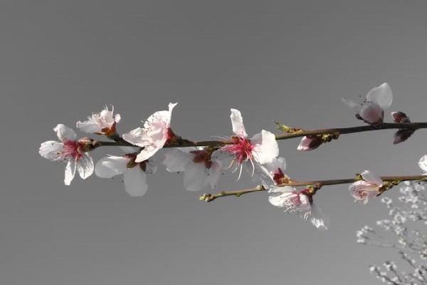 康寧重疾險(xiǎn)繳費(fèi)十年了能退多少錢？重疾險(xiǎn)退保后再購(gòu)買的影響？
