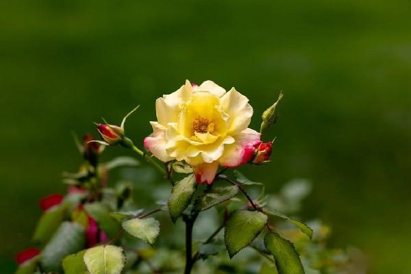 平安保險(xiǎn)大福星退保可以退多少錢？需要注意哪些事項(xiàng)？