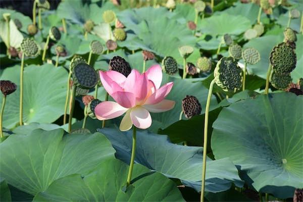 拇指斷了保險(xiǎn)可以賠多少錢(qián)