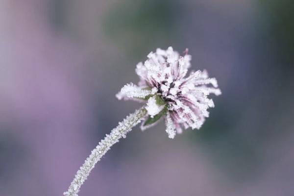 復(fù)星保德信星福家養(yǎng)老年金保險投保規(guī)則有哪些？有哪些增值服務(wù)？