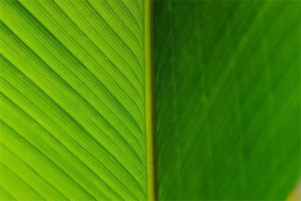 靈活就業(yè)審核不通過原因是什么？審核通過后怎么繳費(fèi)？