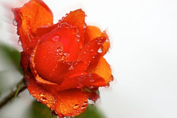 平安保險(xiǎn)怎么樣退保劃算？退保流程是怎樣的？