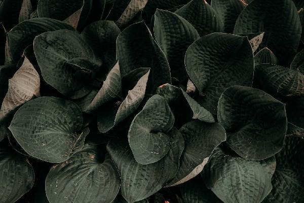 福星高照a款終身壽險分紅型保險有哪些保障？富德生命人壽公司靠譜嗎？