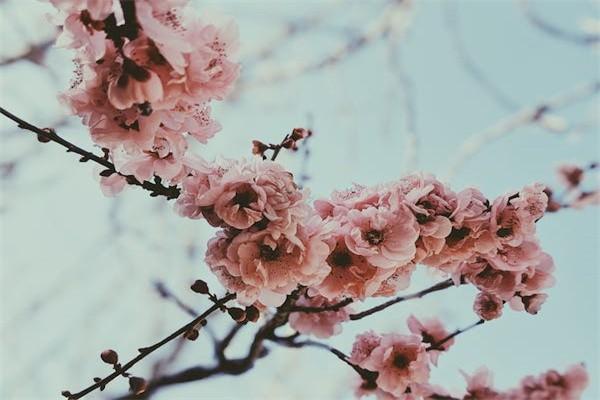 傳統(tǒng)年金保險的基本特點不包括