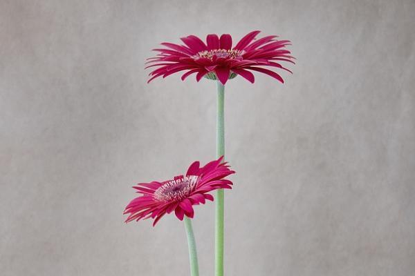 補(bǔ)繳農(nóng)村養(yǎng)老保險(xiǎn)需要帶什么材料？什么人補(bǔ)繳農(nóng)村養(yǎng)老保險(xiǎn)呢？