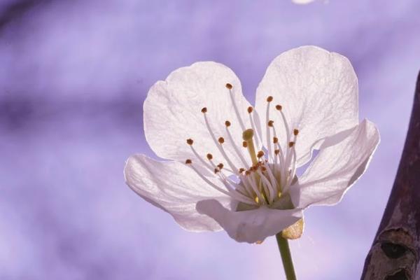 我買(mǎi)的新華保險(xiǎn)分紅二十年期可靠嗎？購(gòu)買(mǎi)渠道有哪些??？