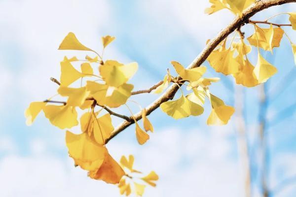 醫(yī)保2024年新規(guī)定保費多少？怎么繳費??？
