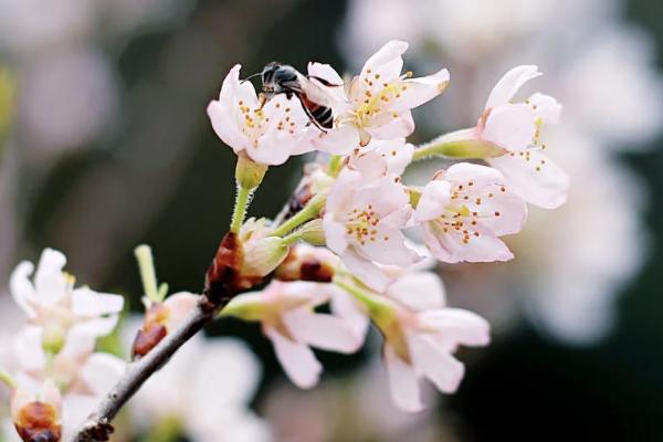 15天內退保險要辦什么手續(xù)什么？要注意什么問題？