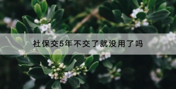 社保交5年不交了就沒用了嗎？交的越久越好嗎？