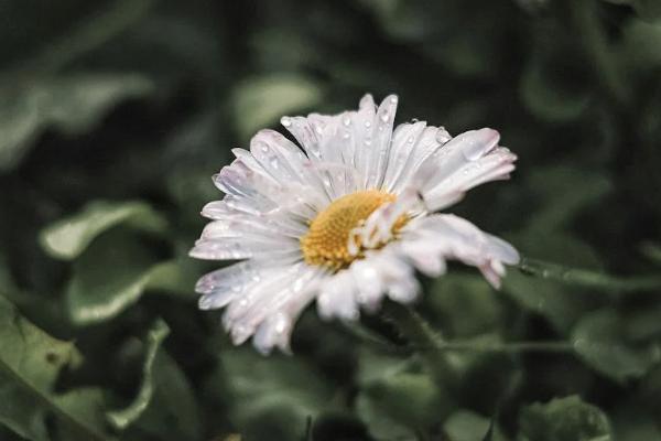 康樂一生在哪里購買？投保要注意什么？