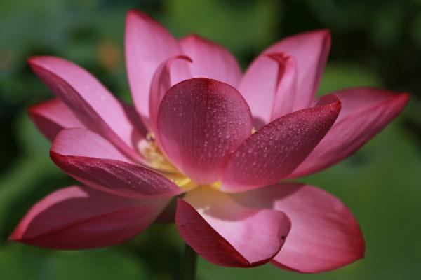 太平洋健康醫(yī)享無憂百萬醫(yī)療保險投保規(guī)則有哪些？承保公司怎么樣？