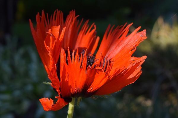 人壽保險(xiǎn)分紅型交滿十年可以退嗎
