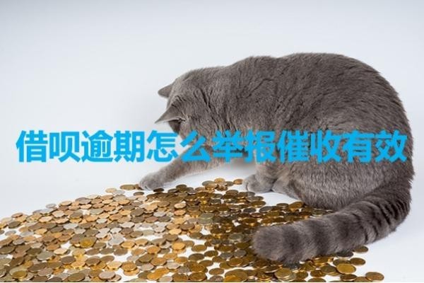 借唄逾期怎么舉報(bào)催收有效？親測(cè)