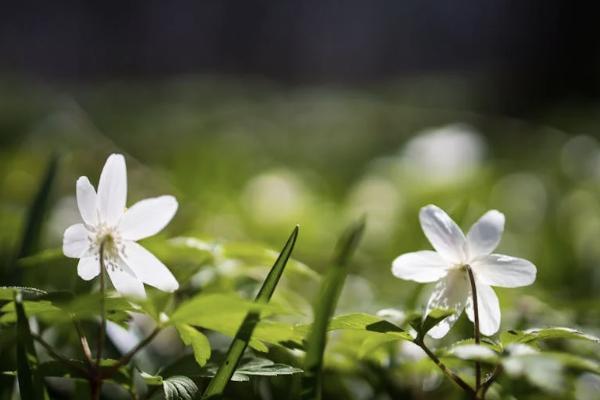 網(wǎng)上退保怎么退？怎么退比較劃算？