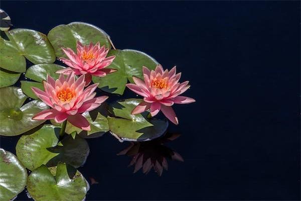 農(nóng)民65歲養(yǎng)老保險(xiǎn)：每月能領(lǐng)多少？揭秘養(yǎng)老金計(jì)算攻略