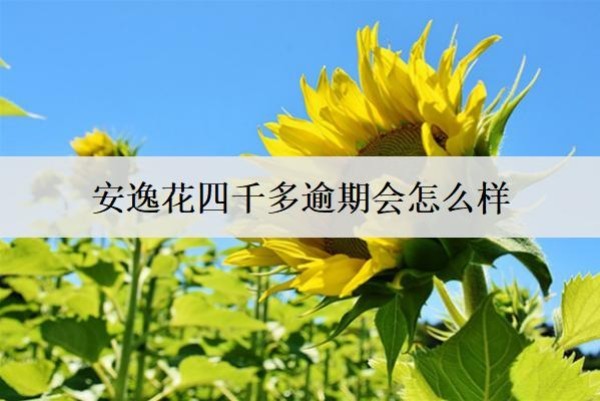 安逸花四千多逾期會怎么樣？安逸花逾期6大后果