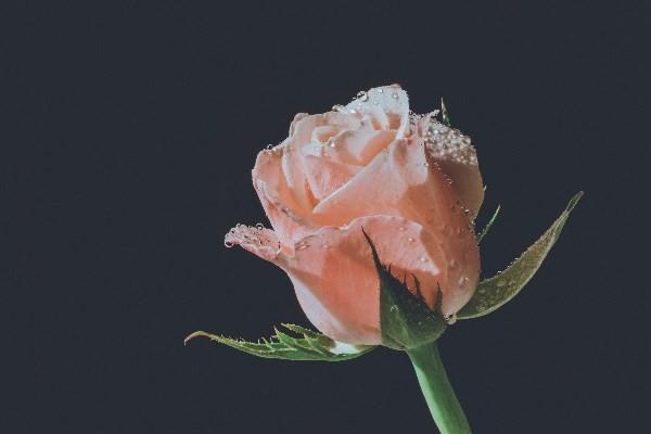 一年交1000元的養(yǎng)老保險(xiǎn)60歲到了怎么領(lǐng)取？養(yǎng)老金領(lǐng)取金額怎么計(jì)算？