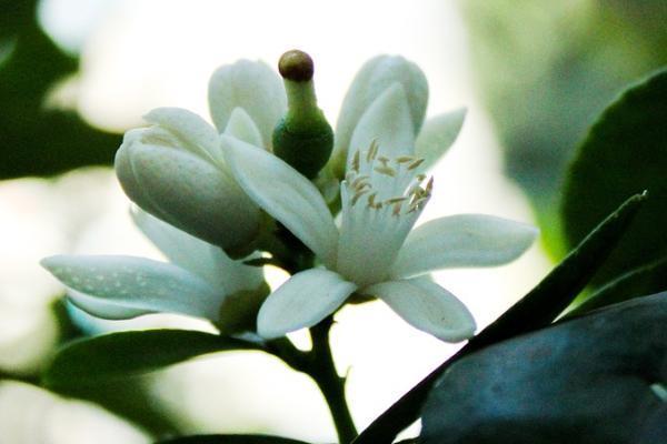 長(zhǎng)城康健人生兩全保險(xiǎn)怎么樣好嘛？有哪些投保要求？