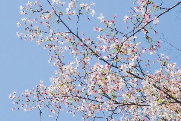 安盛天平保險(xiǎn)公司怎么樣？產(chǎn)品怎么投保啊？