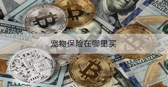 寵物保險(xiǎn)在哪里買？有什么產(chǎn)品推薦？